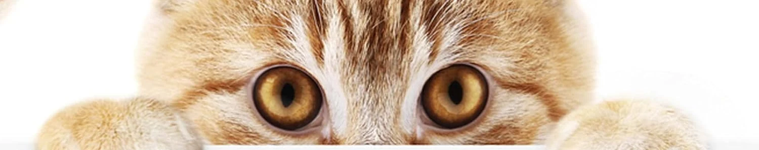 Un gatto sbircia curioso da dietro il bordo